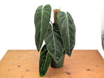 Philodendron Melanochrysum - Exact Mature Plant with Coco Pole