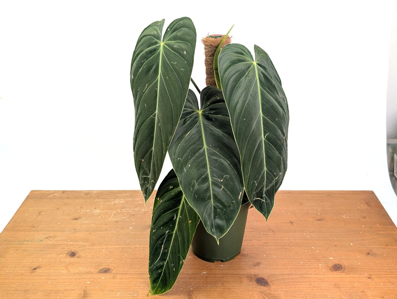 Philodendron Melanochrysum - Exact Mature Plant with Coco Pole