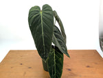 Philodendron Melanochrysum - Exact Mature Plant with Coco Pole