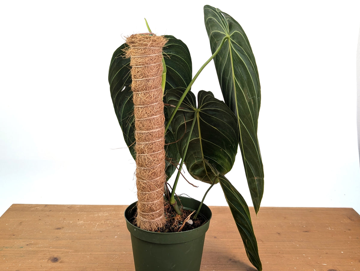 Philodendron Melanochrysum - Exact Mature Plant with Coco Pole