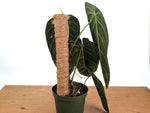 Philodendron Melanochrysum - Exact Mature Plant with Coco Pole