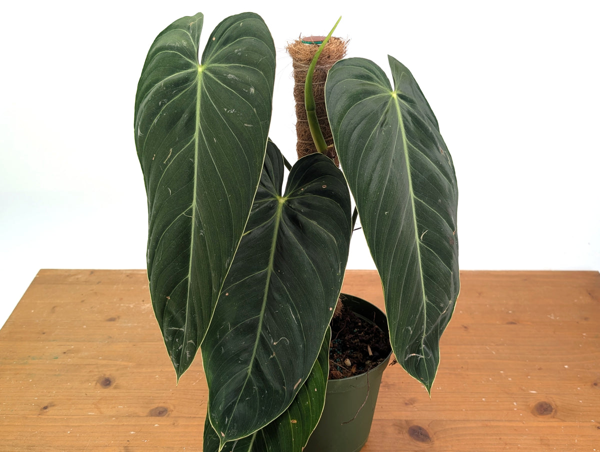 Philodendron Melanochrysum - Exact Mature Plant with Coco Pole