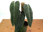 Philodendron Melanochrysum - Exact Mature Plant with Coco Pole