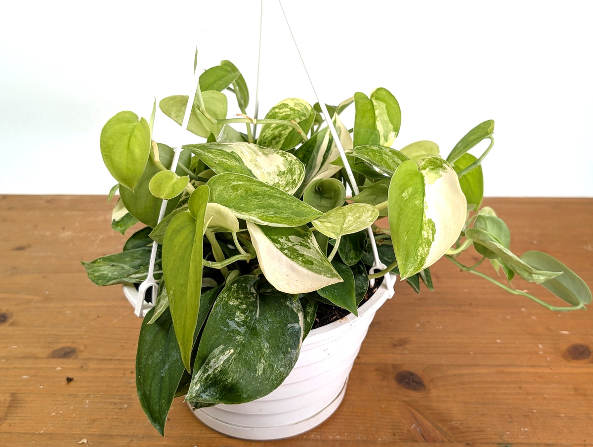 Scindapsus pictus Jade Satin Variegated - Exact Plant