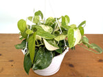 Scindapsus pictus Jade Satin Variegated - Exact Plant