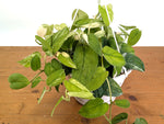 Scindapsus pictus Jade Satin Variegated - Exact Plant