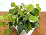 Scindapsus pictus Jade Satin Variegated - Exact Plant