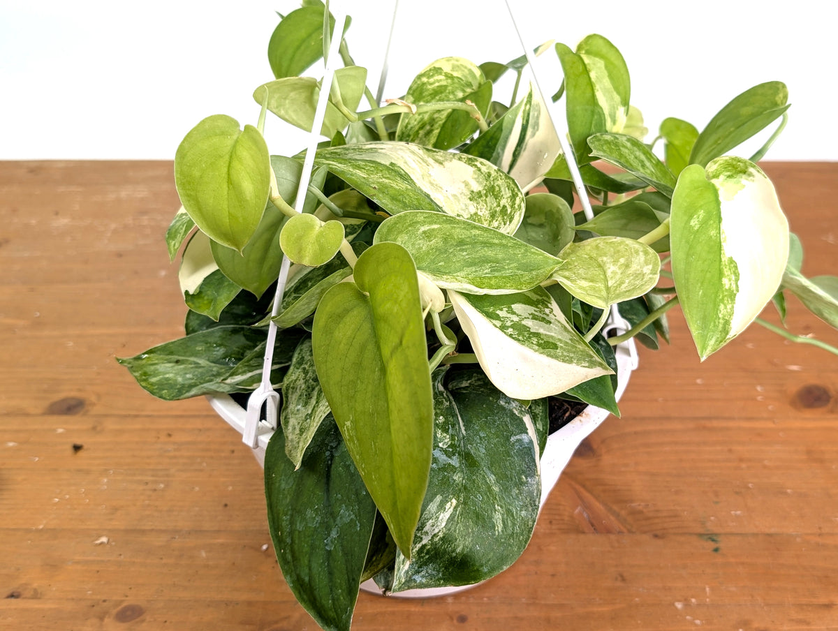 Scindapsus pictus Jade Satin Variegated - Exact Plant