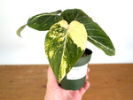 Philodendron Gloriosum Variegated (Type 2) - EXACT Plant #19A