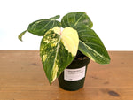 Philodendron Gloriosum Variegated (Type 2) - EXACT Plant #19A