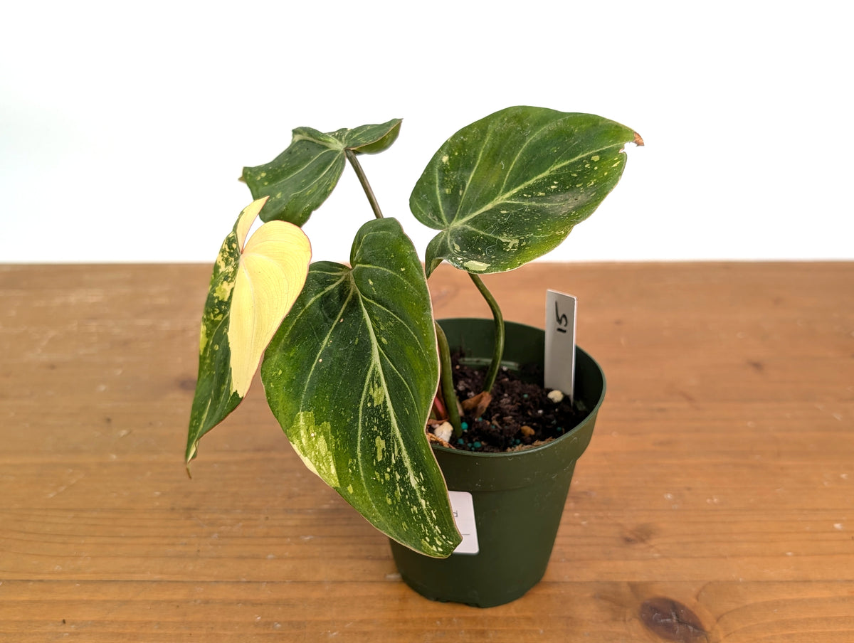Philodendron Gloriosum Variegated (Type 2) - EXACT Plant #19A