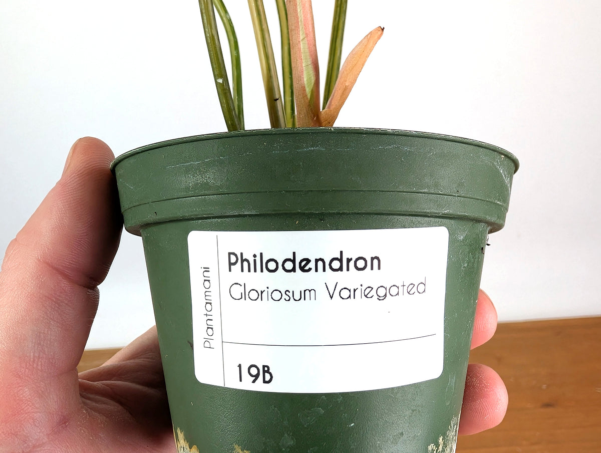 Philodendron Gloriosum Variegated (Type 2) - EXACT Plant #19B