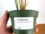 Philodendron Gloriosum Variegated (Type 2) - EXACT Plant #19B