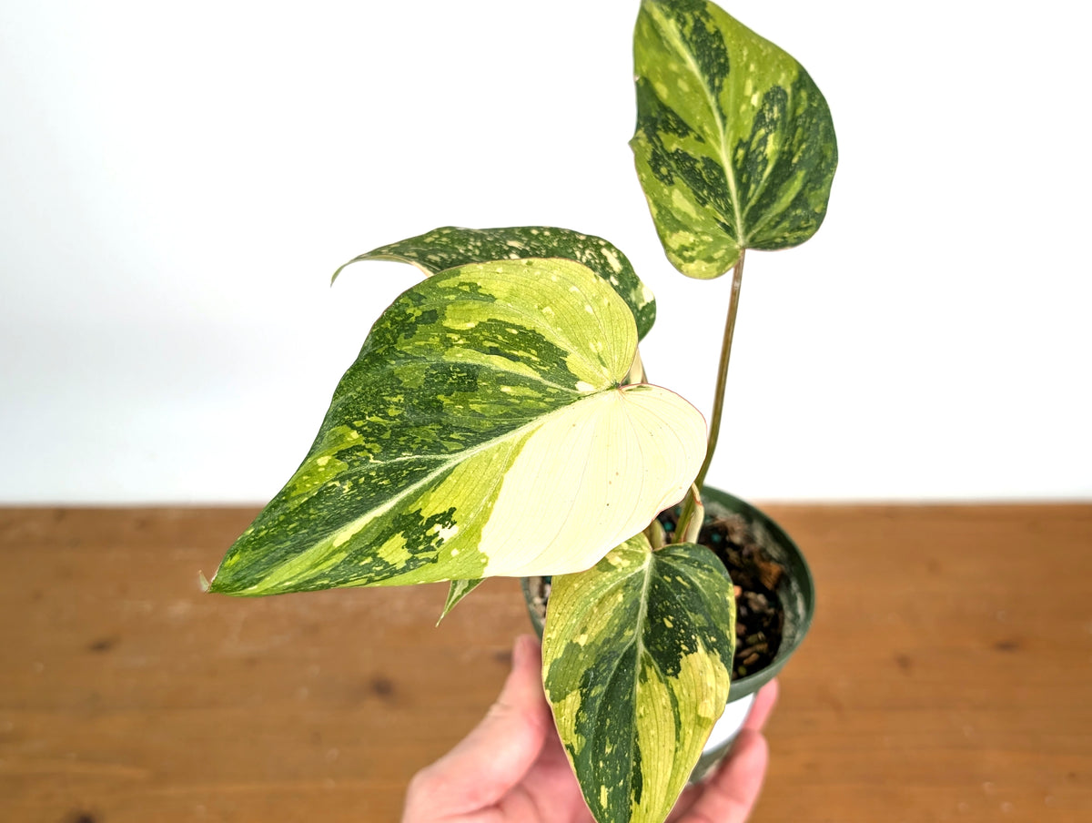 Philodendron Gloriosum Variegated (Type 2) - EXACT Plant #19B