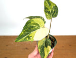 Philodendron Gloriosum Variegated (Type 2) - EXACT Plant #19B