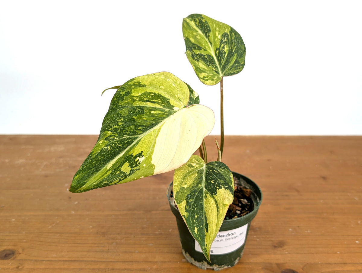 Philodendron Gloriosum Variegated (Type 2) - EXACT Plant #19B