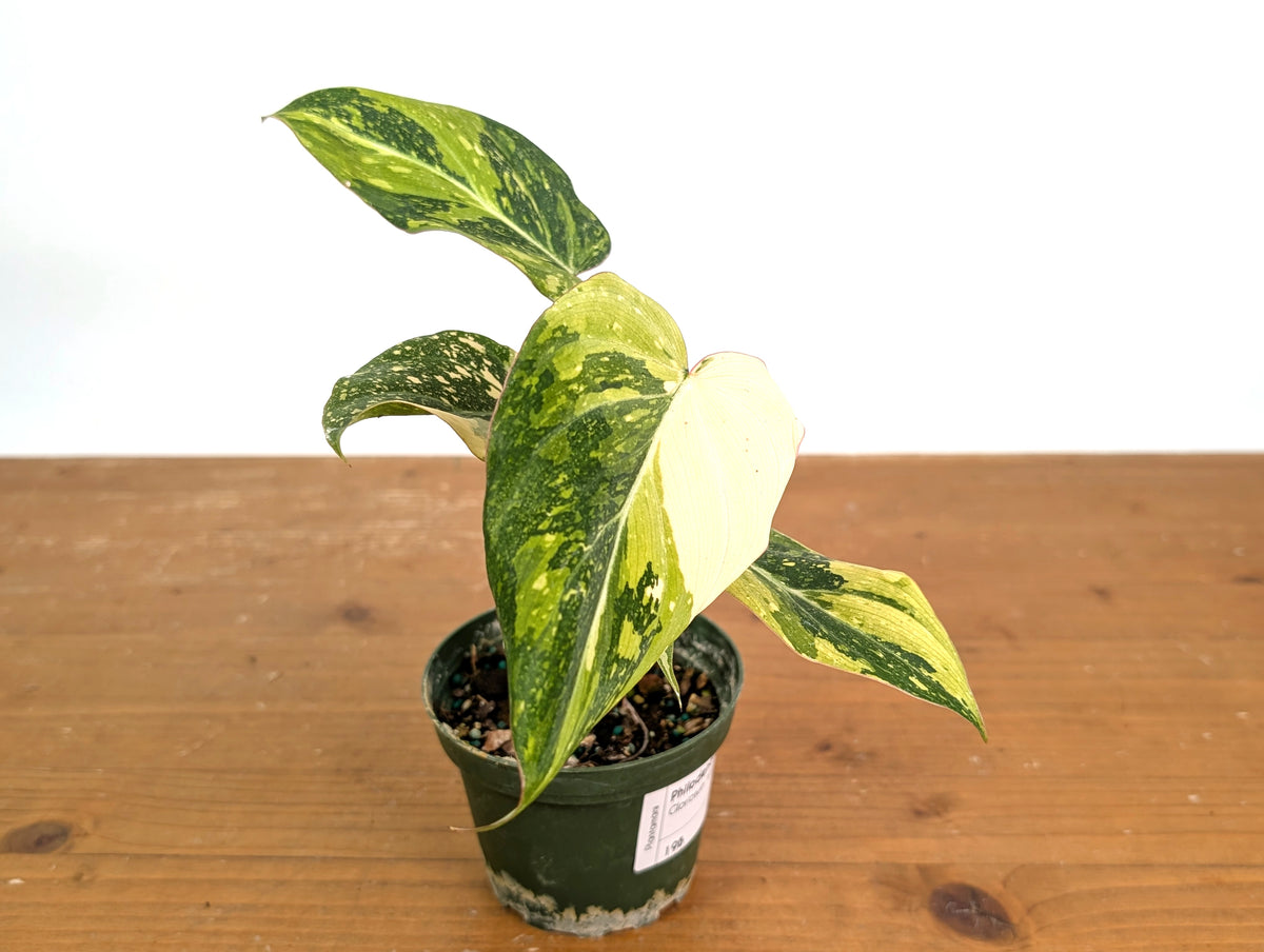 Philodendron Gloriosum Variegated (Type 2) - EXACT Plant #19B