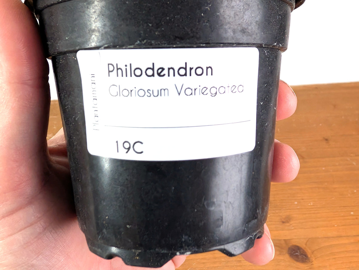 Philodendron Gloriosum Variegated (Type 2) - EXACT Plant #19C
