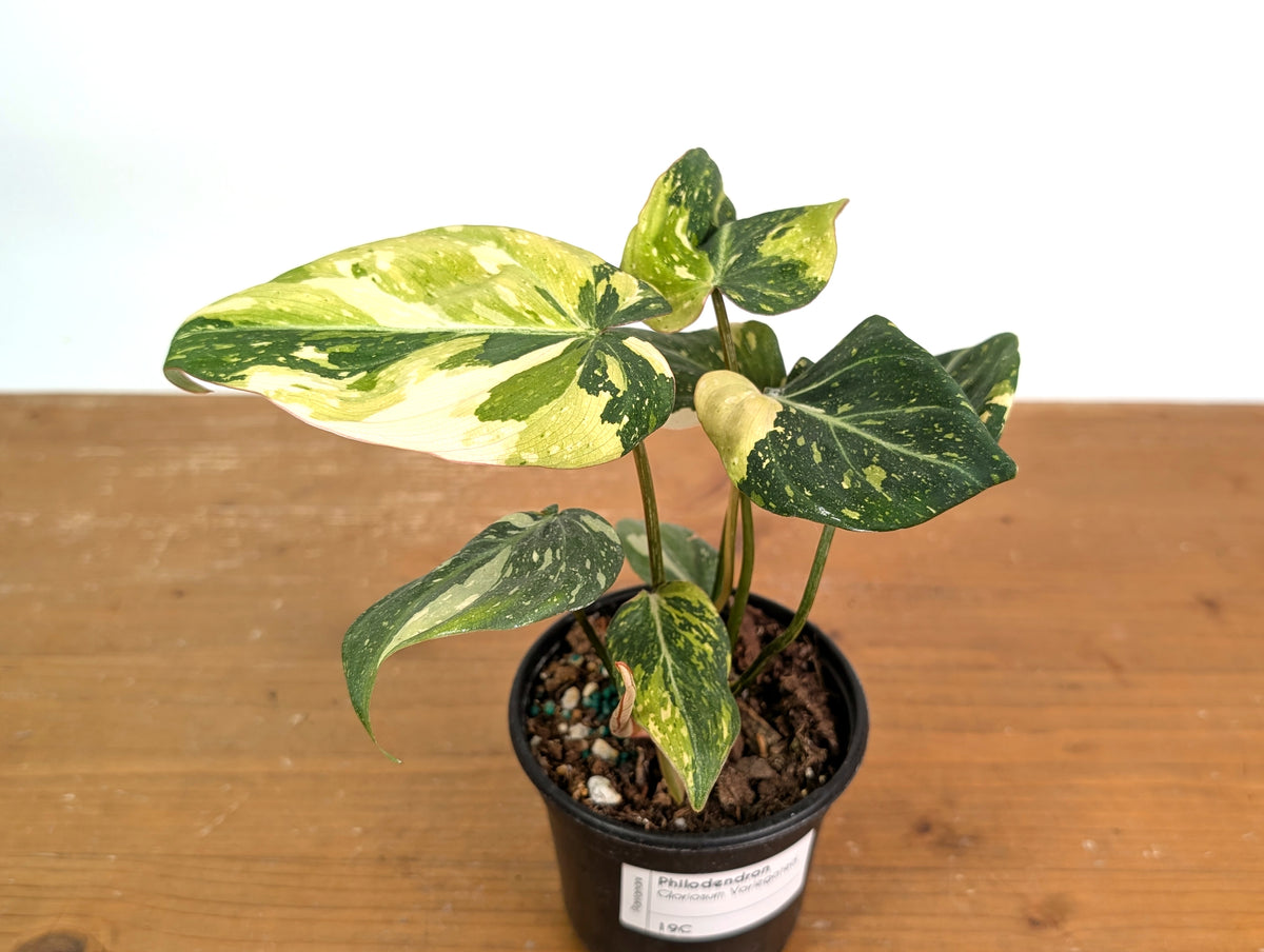 Philodendron Gloriosum Variegated (Type 2) - EXACT Plant #19C