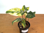 Philodendron Gloriosum Variegated (Type 2) - EXACT Plant #19C
