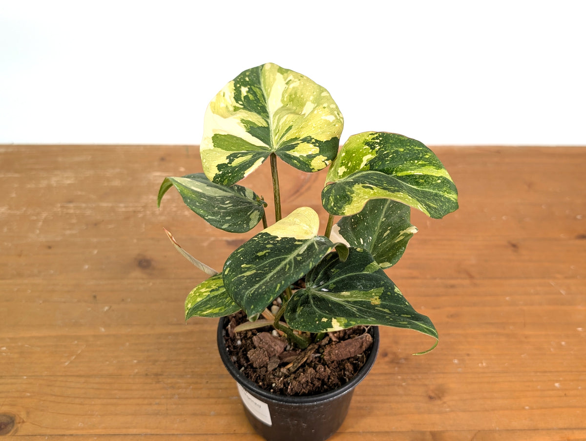 Philodendron Gloriosum Variegated (Type 2) - EXACT Plant #19C