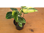 Philodendron Gloriosum Variegated (Type 2) - EXACT Plant #19C