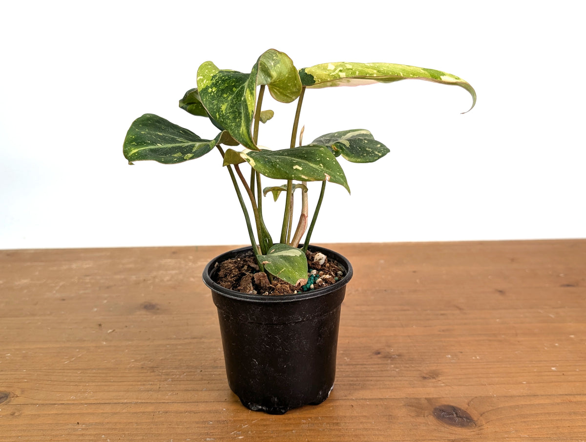 Philodendron Gloriosum Variegated (Type 2) - EXACT Plant #19C