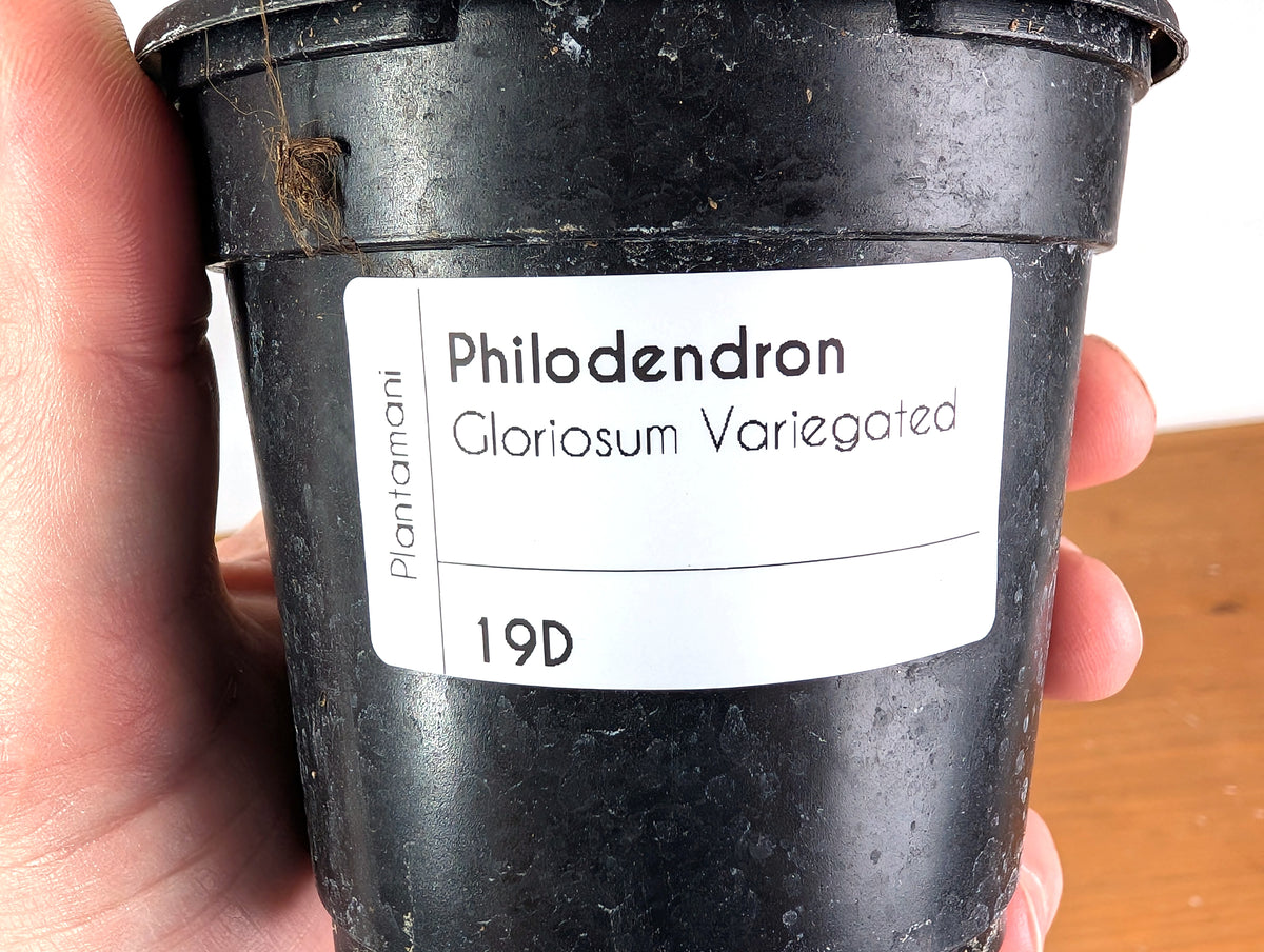 Philodendron Gloriosum Variegated (Type 2) - EXACT Plant #19D