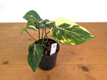 Philodendron Gloriosum Variegated (Type 2) - EXACT Plant #19D