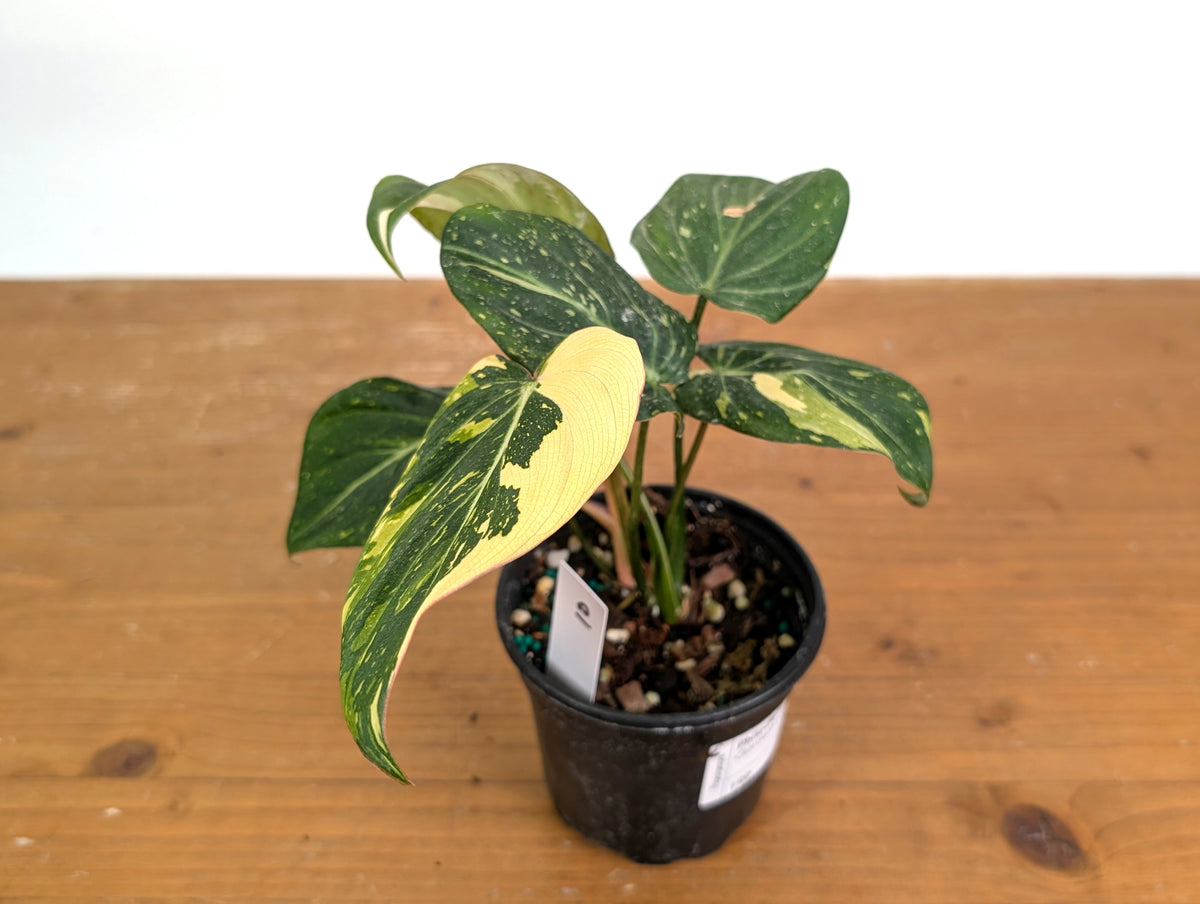 Philodendron Gloriosum Variegated (Type 2) - EXACT Plant #19D
