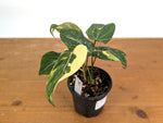 Philodendron Gloriosum Variegated (Type 2) - EXACT Plant #19D