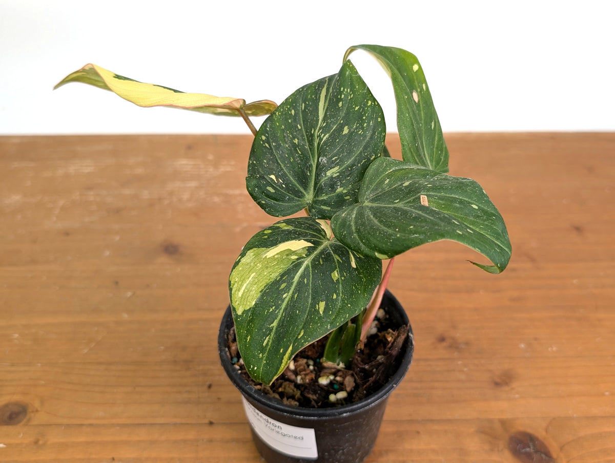Philodendron Gloriosum Variegated (Type 2) - EXACT Plant #19D