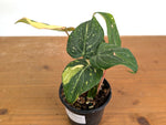Philodendron Gloriosum Variegated (Type 2) - EXACT Plant #19D