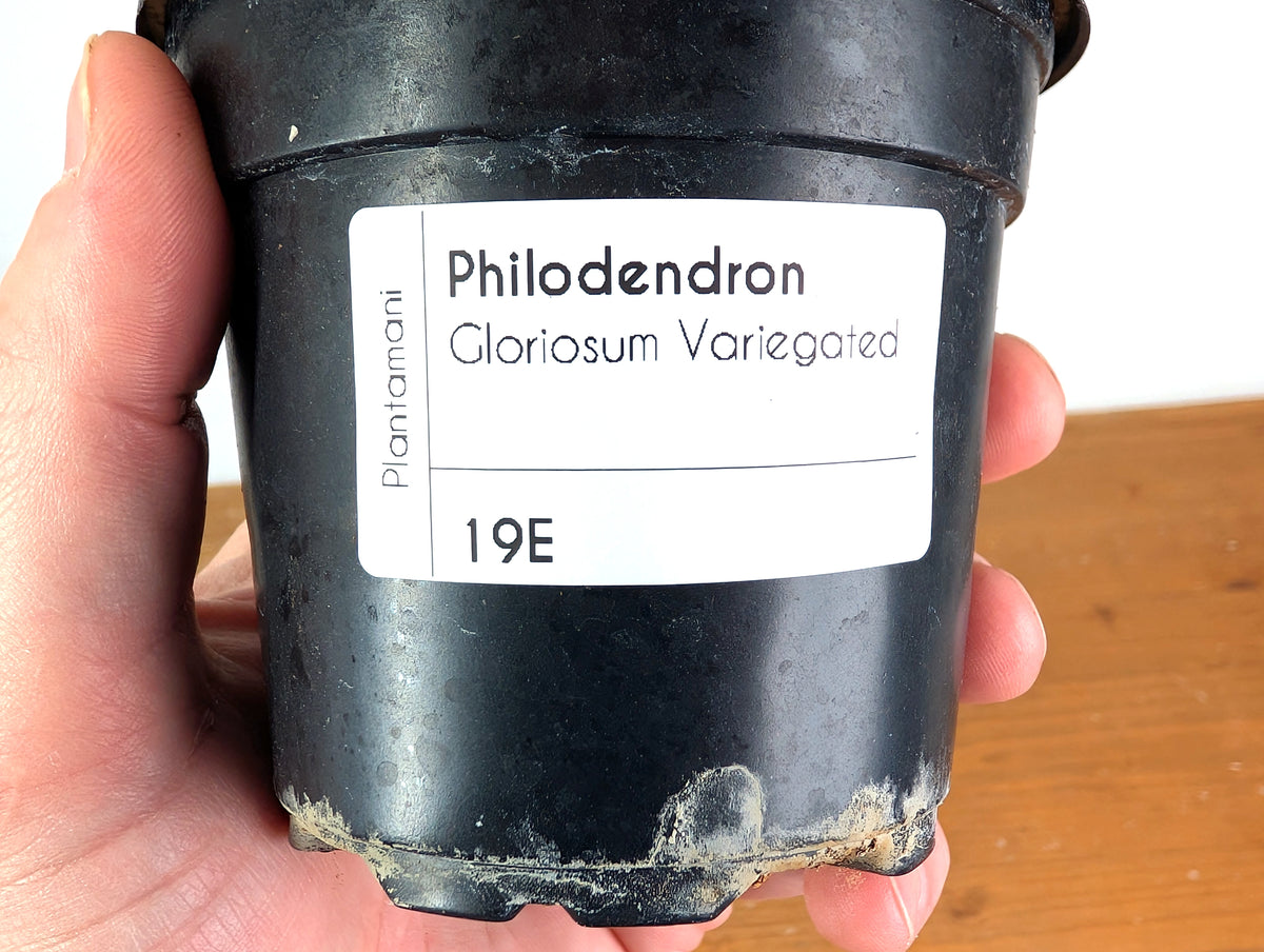 Philodendron Gloriosum Variegated (Type 2) - EXACT Plant #19E