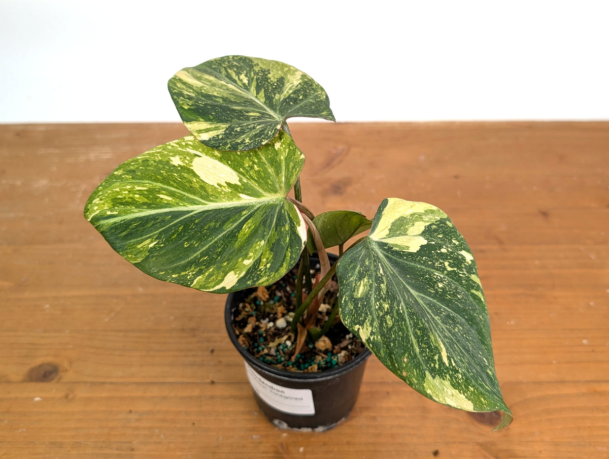 Philodendron Gloriosum Variegated (Type 2) - EXACT Plant #19E