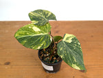 Philodendron Gloriosum Variegated (Type 2) - EXACT Plant #19E