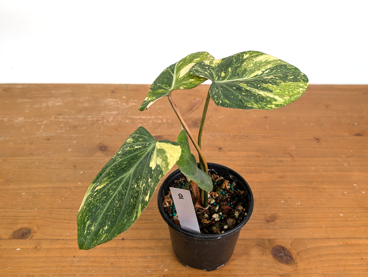 Philodendron Gloriosum Variegated (Type 2) - EXACT Plant #19E
