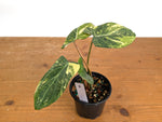 Philodendron Gloriosum Variegated (Type 2) - EXACT Plant #19E