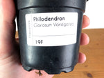 Philodendron Gloriosum Variegated (Type 2) - EXACT Plant #19F