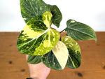 Philodendron Gloriosum Variegated (Type 2) - EXACT Plant #19F