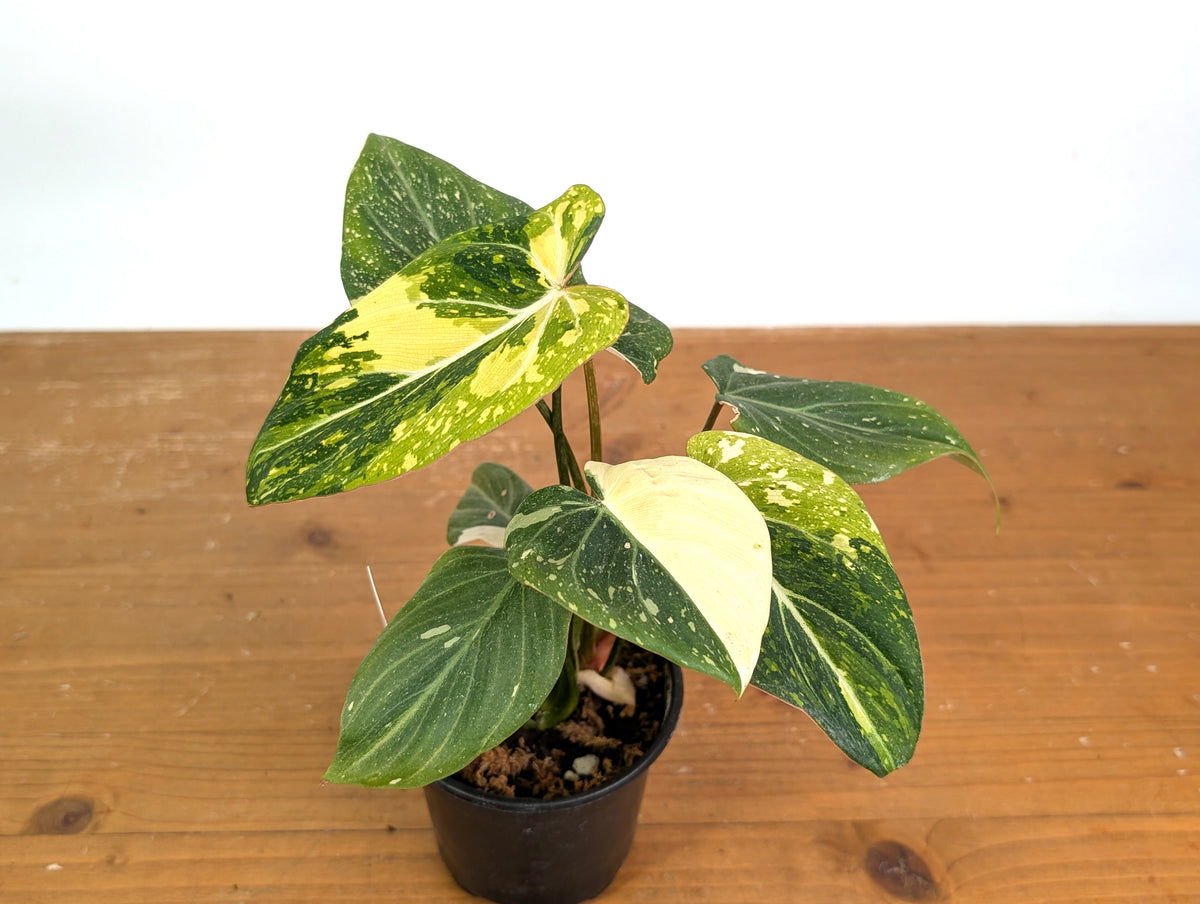 Philodendron Gloriosum Variegated (Type 2) - EXACT Plant #19F