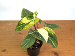 Philodendron Gloriosum Variegated (Type 2) - EXACT Plant #19F