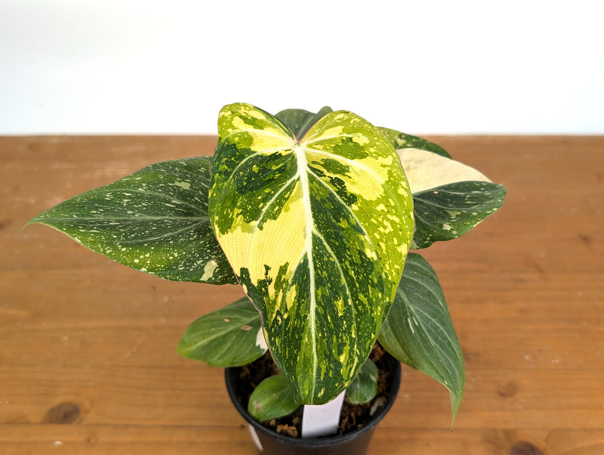 Philodendron Gloriosum Variegated (Type 2) - EXACT Plant #19F