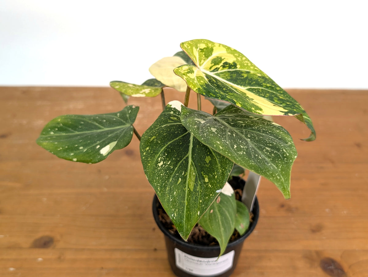 Philodendron Gloriosum Variegated (Type 2) - EXACT Plant #19F