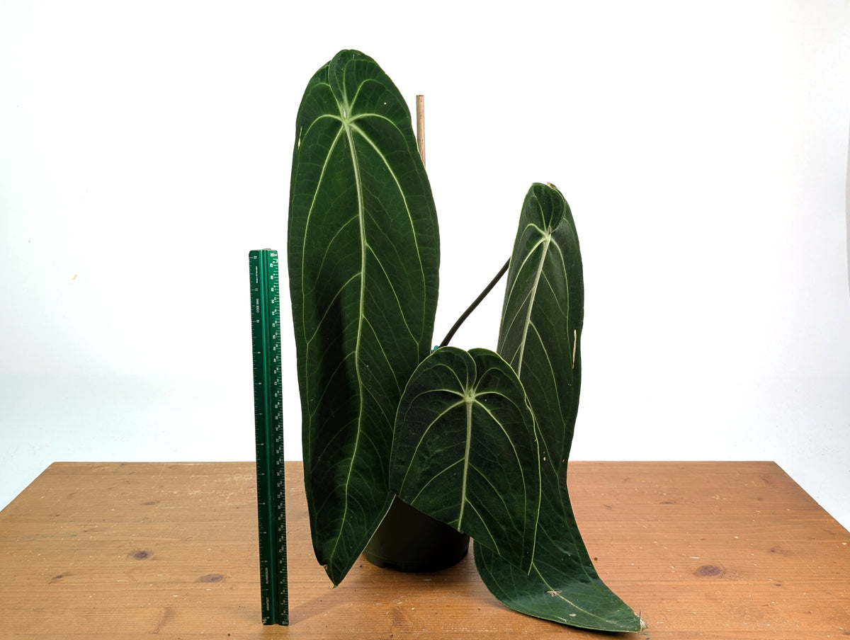 Anthurium Warocqueanum - Exact Plant #19A - Mature 6 inch Pot
