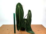 Anthurium Warocqueanum - Exact Plant #19A - Mature 6 inch Pot