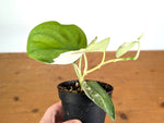 Scindapsus pictus 'Jade Satin' (variegated)