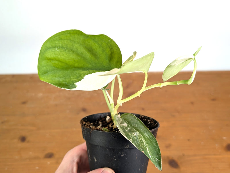 Scindapsus pictus 'Jade Satin' (variegated)