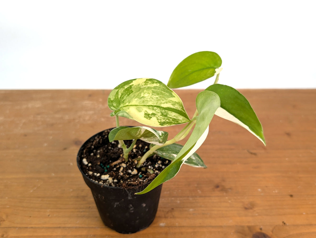 Scindapsus pictus 'Jade Satin' (variegated)