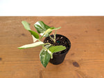 Scindapsus pictus 'Jade Satin' (variegated)